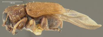 Media type: image;   Entomology 24966 Aspect: habitus lateral view
